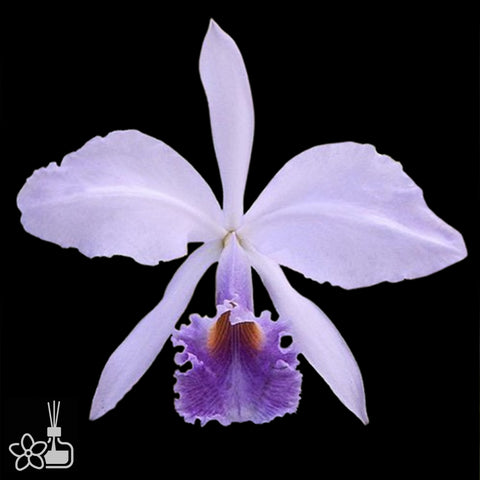 [Bare-root]C. gaskelliana var. coerulea 藍蓋斯 [Oct Preorder 25]