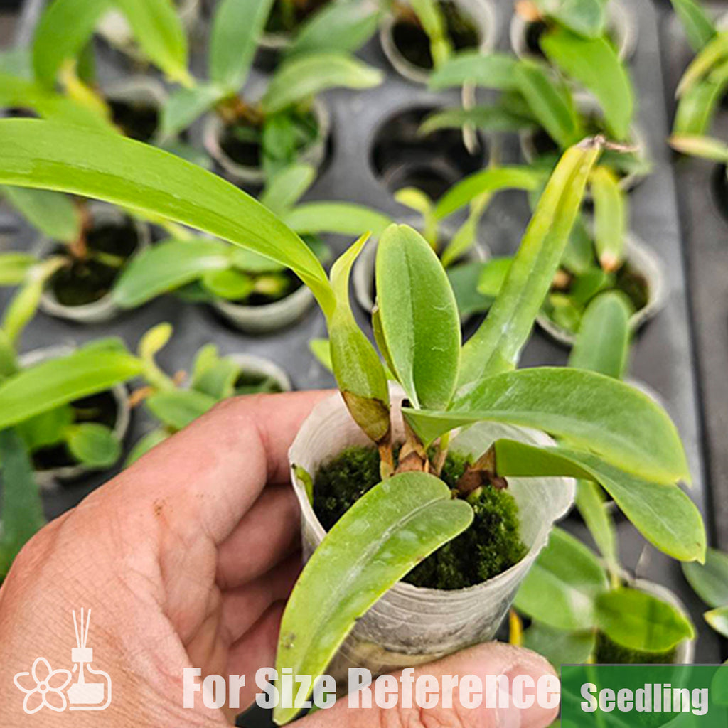 [Bare-root]C. skinneri var. coerulea Seedling 藍史克尼小苗 [Oct Preorder 25 ...