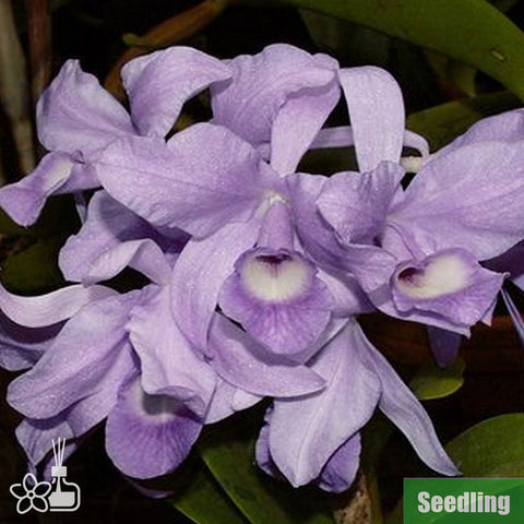 [Bare-root]C. skinneri var. coerulea Seedling 藍史克尼小苗 [Oct Preorder 25]