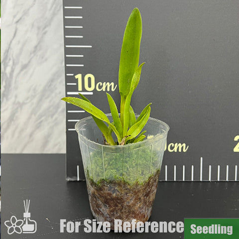 [Bare-root]C.(L.) tenebrosa 'YD Black Eye' Seedling 暗色蕾莉亞蘭 '黑眼'小苗 [Oct Preorder 25]