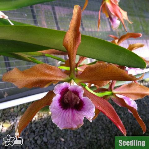 [Bare-root]C.(L.) tenebrosa 'YD Black Eye' Seedling 暗色蕾莉亞蘭 '黑眼'小苗 [Oct Preorder 25]