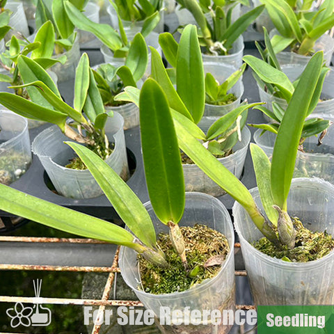 [Bare-root]C. purpurata f. sanguinea rubra 'Red' Seedling 紅婆婆小苗[Oct Preorder 25]