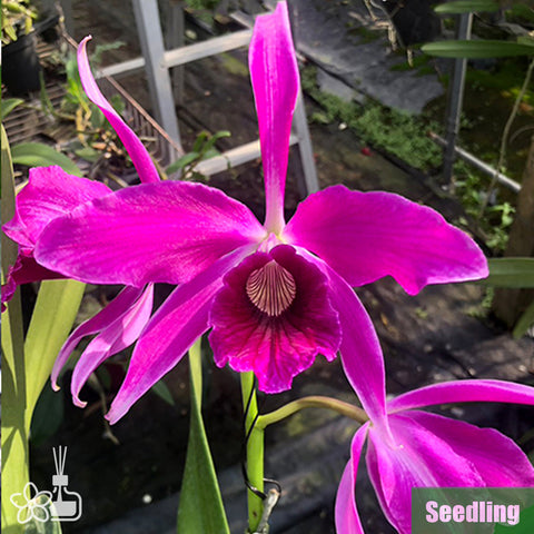 [Bare-root]C. purpurata f. sanguinea rubra 'Red' Seedling 紅婆婆小苗[Oct Preorder 25]