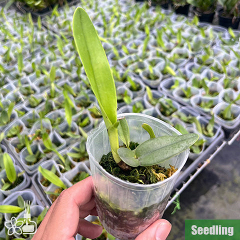 [Bare-root]C. warscewiczii var. coerulea 'Ituango' Seedling 藍瓦賽維奇小苗 [Oct Preorder 25]