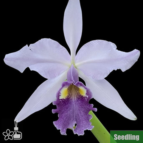 [Bare-root]C. warscewiczii var. coerulea 'Ituango' Seedling 藍瓦賽維奇小苗 [Oct Preorder 25]