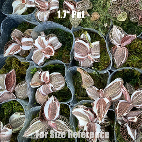 [Bare-root]Anoectochilus roxburghii Variegata 蛇紋寶石蘭 (出藝) [Oct Preorder 25]