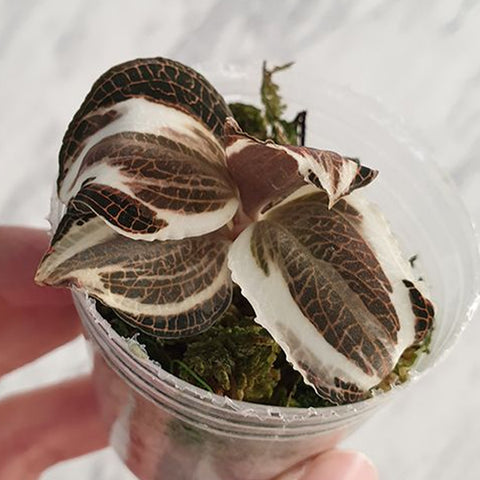[Bare-root]Anoectochilus roxburghii Variegata 蛇紋寶石蘭 (出藝) [Oct Preorder 25]