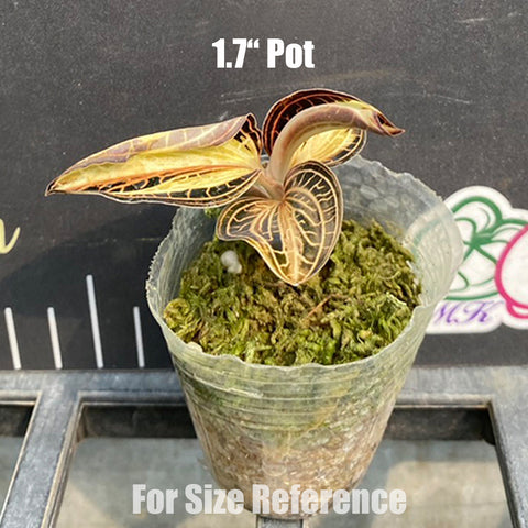 [Bare-root]A. siamensis 'White Center' (variegata) 白心寶石蘭 (出藝)[Oct Preorder 25]