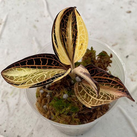 [Bare-root]A. siamensis 'White Center' (variegata) 白心寶石蘭 (出藝)[Oct Preorder 25]