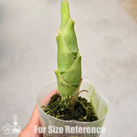 [Bare-root]Fdk. After Dark 'SVO Black Pearl' FCC/AOS 黑珍珠飄唇蘭 [Oct Preorder 25]