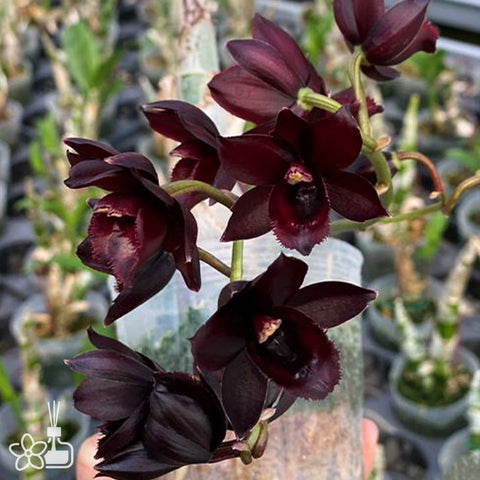 [Bare-root]Fdk. After Dark 'SVO Black Pearl' FCC/AOS 黑珍珠飄唇蘭 [Oct Preorder 25]