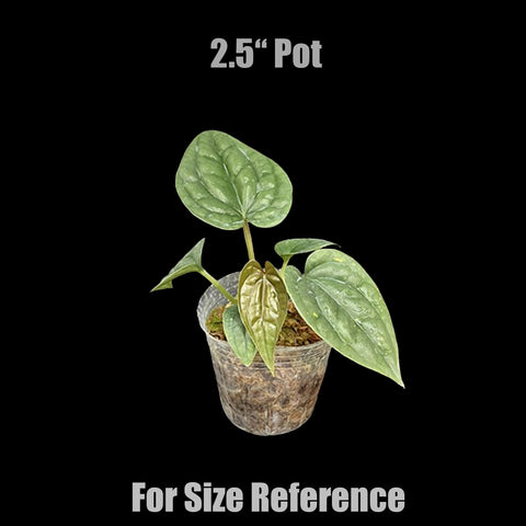 [Bare-root]Anthurium luxurians 奢華火鶴 [Oct Preorder 25]