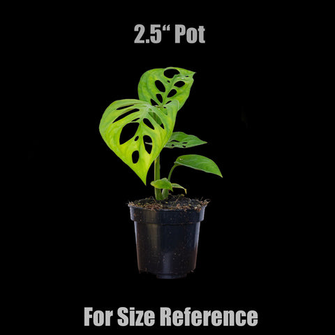 [Bare-rooted]Monstera epipremnoides 大洞洞龜背芋[Oct Preorder 25]