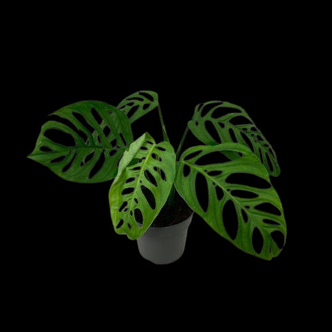 [Bare-rooted]Monstera epipremnoides 大洞洞龜背芋[Oct Preorder 25]