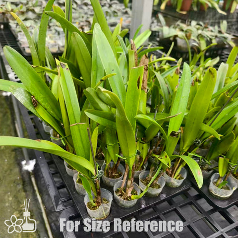 [Bare-root]Cattleya warscewiczii coerulea 'Ituango' 瓦塞维奇硬地狗 [Oct Preorder 25]