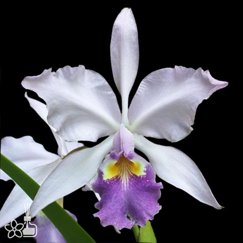 [Bare-root]Cattleya warscewiczii coerulea 'Ituango' 瓦塞维奇硬地狗 [Oct Preorder 25]