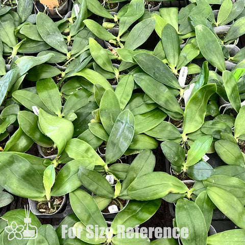 [Bare-root]Phal. bellina 'murtoniana' (Jungle Type) [Oct Preorder 25]