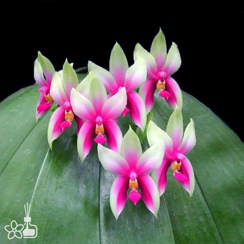 [Bare-root]Phal. bellina 'murtoniana' (Jungle Type) [Oct Preorder 25]