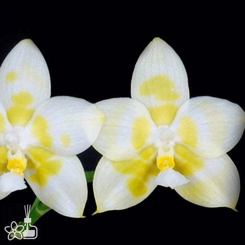 [Bare-root]Phal Yaphon Gelacea [Oct Preorder 25]