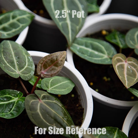 [Bare-root]Anthurium Red Crystallinum [Oct Preorder 25]