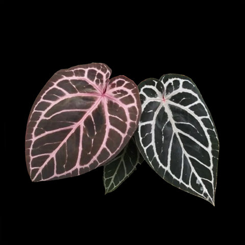 [Bare-root]Anthurium Red Crystallinum [Oct Preorder 25]