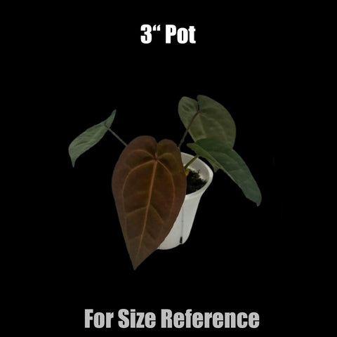 [Bare-root]Anthurium Dark Phoenix [Oct Preorder 25]