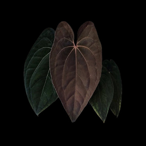 [Bare-root]Anthurium Dark Phoenix [Oct Preorder 25]