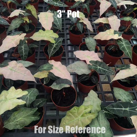 [Bare-root]Alocasia Amazonica Variegated Pink 粉錦大仙女 [Oct Preorder 25]