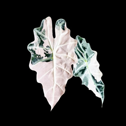 [Bare-root]Alocasia Amazonica Variegated Pink 粉錦大仙女 [Oct Preorder 25]