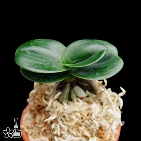 [Bare-Root]Phal. (Sedirea) japonica 'Minmaru' 明丸 [Oct Neo 25]