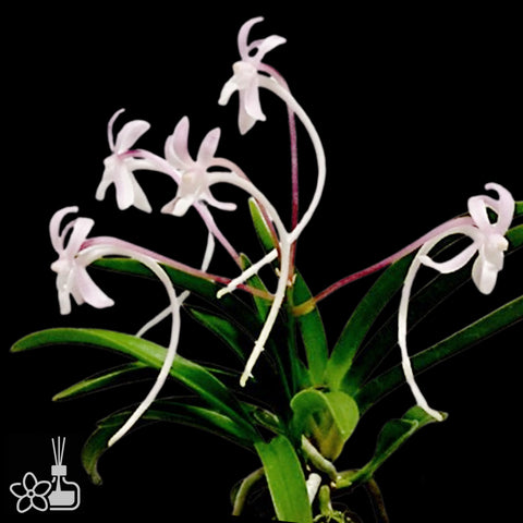 [Bare-root]Neofinetia (V.) falcata 'Murasaki Shikibu' 紫式部 [Oct Neo 25]