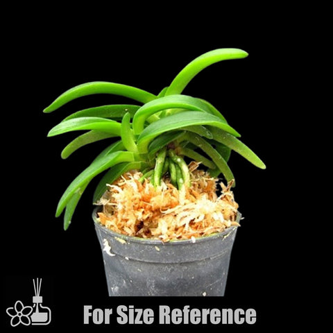 [Bare-root]Neofinetia (V.) falcata 'Onami Seikai' 大波青海 [Oct Neo 25]