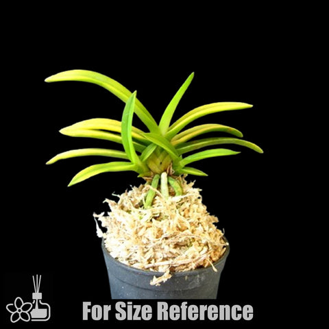 [Bare-root]Neofinetia (V.) falcata 'Kinyuko ' 金幽晃 [Oc Neo 25]