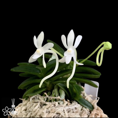 [Bare-root]Neofinetia (V.) falcata 'Senzai' 千載  [Oct Neo 25]