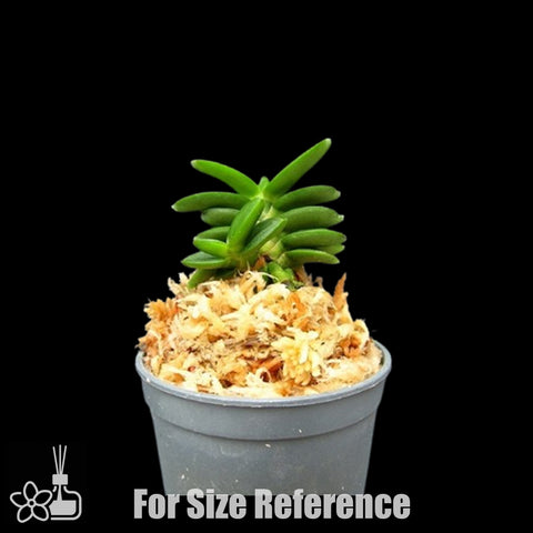 [Bare-root]Neofinetia (V.) falcata 'Senzai' 千載  [Oct Neo 25]