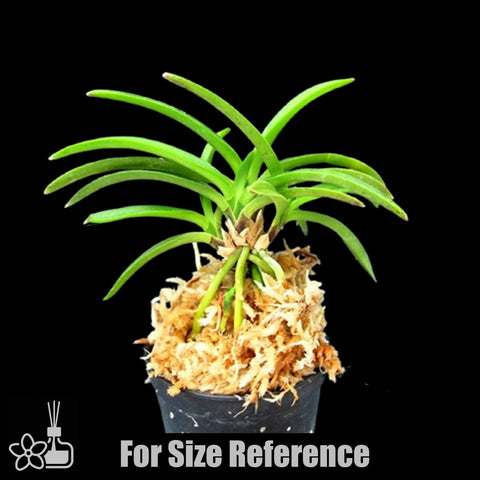 [Bare-root]Neofinetia (V.) falcata 'Kishu Ryokufu' 紀州綠風  [Oct Neo 25]