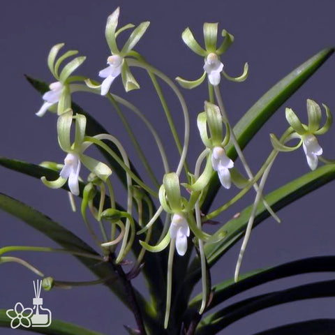 [Bare-root]Neofinetia (V.) falcata 'Kishu Ryokufu' 紀州綠風  [Oct Neo 25]