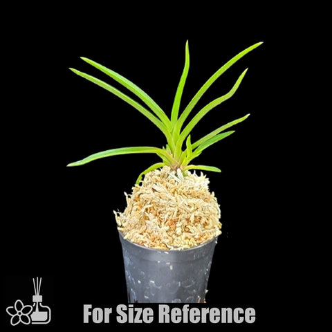 [Bare-root]Neofinetia (V.) falcata 'Manjushage' 曼珠沙華  [Oct Neo 25]