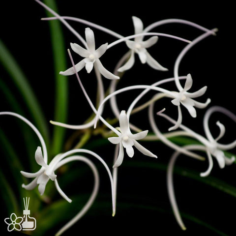 [Bare-root]Neofinetia (V.) falcata 'Manjushage' 曼珠沙華  [Oct Neo 25]