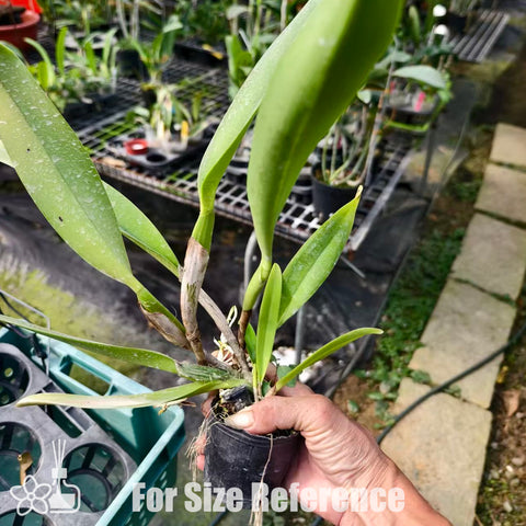 [Bare-root]Cattleya hardyana 哈迪 [Oct Preorder 25]