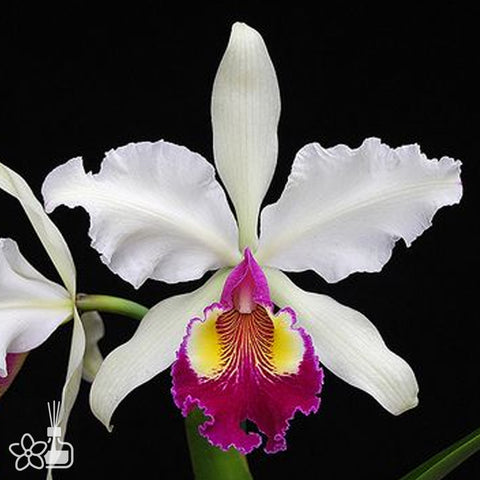 [Bare-root]Cattleya hardyana 哈迪 [Oct Preorder 25]