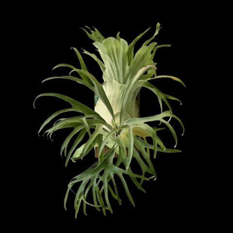 [Bare-root]Platy. Rydeen 雷電  [Oct Preorder 25]