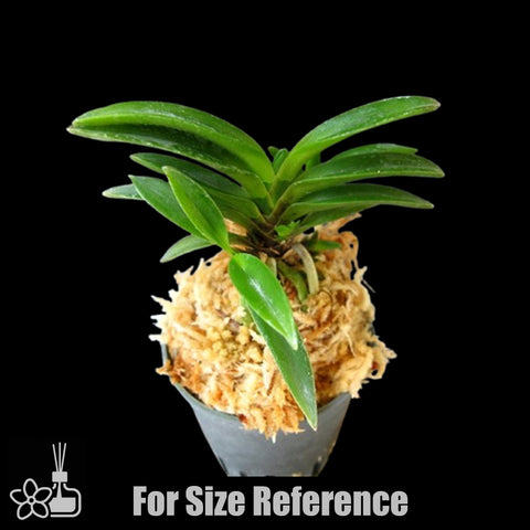 [Bare-root]Neofinetia (V.) falcata 'Keigetsu' 桂月  [Oct Neo 25]