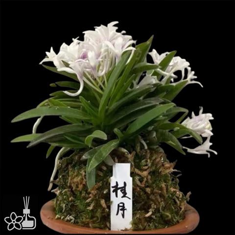 [Bare-root]Neofinetia (V.) falcata 'Keigetsu' 桂月  [Oct Neo 25]