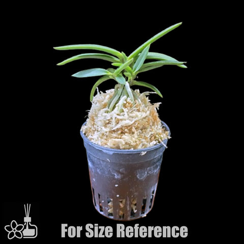 [Bare-root]Neofinetia (V.) falcata 'Benitengu ' 紅天狗 [Neo Preorder]
