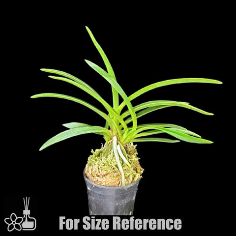 [Bare-root]Neofinetia (V.) falcata 'Benikaede ' 紅楓 [Oct Neo 25]