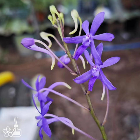 [Bare-root]Vandachostylis Rainbow Star "Blue"(Neo Hybrid) [Oct Neo 25]