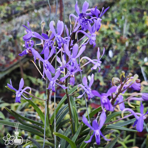 [Bare-root]Vandachostylis Rainbow Star "Blue"(Neo Hybrid) [Oct Neo 25]