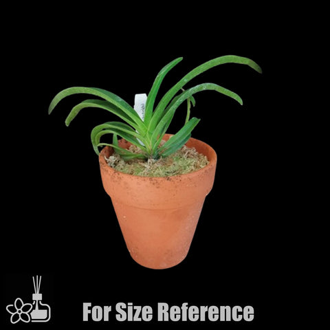 [Bare-root]Vandachostylis Rainbow Star "Blue"(Neo Hybrid) [Oct Neo 25]