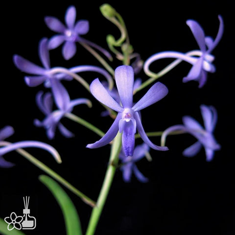 [Bare-root]Vandachostylis Rainbow Star "Blue"(Neo Hybrid) [Oct Neo 25]